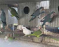 albino-bird-for-sale-in-marion-sc