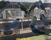 quaker-parrots-for-sale-in-marion-sc