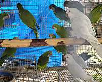 green-bird-for-sale-in-marion-sc