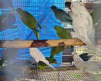 quaker-parrots-for-sale