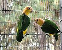 caique-for-sale-in-marion-sc