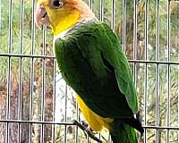 caique-for-sale