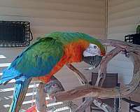 hybrid-macaw-for-sale