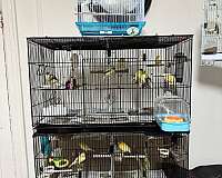 canary-for-sale