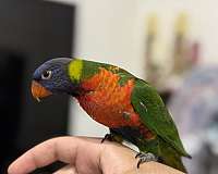 playful-bird-for-sale-in-little-elm-tx