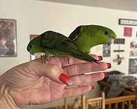 lineolated-parakeet-for-sale