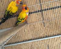 sun-conure-for-sale