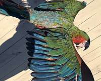 macaw-for-sale