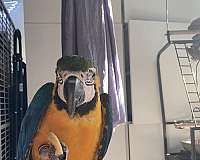 blue-gold-macaw-for-sale-in-washington-district-of-columbia