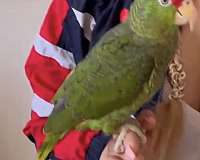 amazon-parrot-for-sale