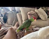 amazon-parrot-for-sale-in-washington-district-of-columbia