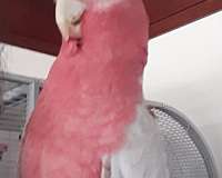 rose-breasted-cockatoo-for-sale