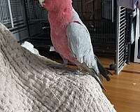 rose-breasted-cockatoo-for-sale-in-washington-district-of-columbia