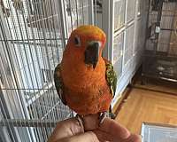 sun-conure-for-sale