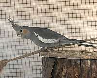 grey-yellow-bird-for-sale-in-bolton-ct