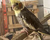 baby-cockatiel-for-sale