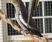 grey-yellow-bird-for-sale