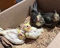 cockatiel-for-sale