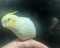 grey-yellow-bird-for-sale-in-bolton-ct