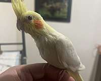 cockatiel-for-sale