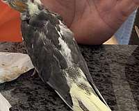 grey-yellow-bird-for-sale-in-bolton-ct
