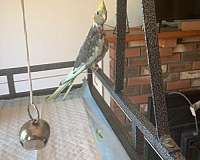 cockatiel-for-sale