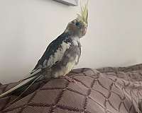 baby-bird