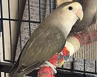 peach-faced-lovebird-for-sale-in-sterling-va