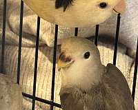 peach-faced-lovebird-for-sale