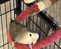 peach-faced-lovebird-for-sale