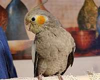 lutino-cockatiel-for-sale