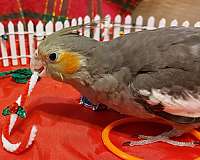 pearl-cockatiel-for-sale