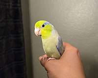 green-pied-bird-for-sale-in-arlington-tx