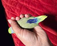 green-pied-parrotlet-for-sale