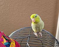 parrotlet-for-sale-in-arlington-tx