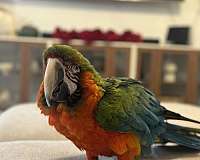 macaw-for-sale