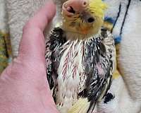 cockatiel-for-sale-in-virginia