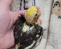 pearl-pied-cockatiel-for-sale