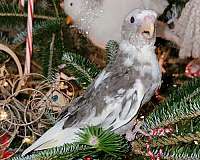 pearl-pied-cockatiel-for-sale