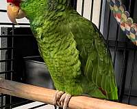 red-pet-talking-bird-for-sale