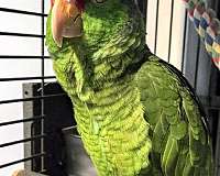 parrot-for-sale