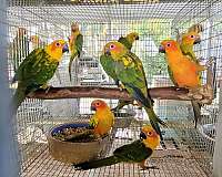 conure-for-sale