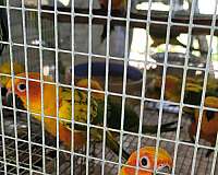 conure-sun-conure-for-sale-in-marion-sc