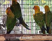 conure-for-sale-in-marion-sc