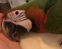 macaw-for-sale