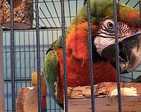 bird-parrot-for-sale