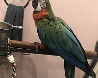 young-macaw-for-sale