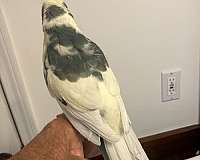 pet-bird-for-sale-in-orange-beach-al