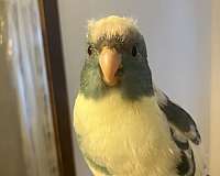 parakeet-for-sale