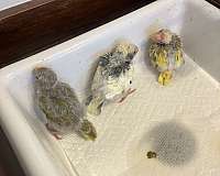 baby-bird-for-sale-in-orange-beach-al